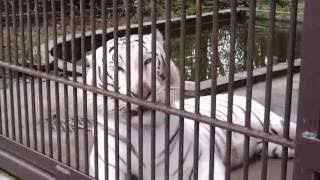 2016.10.1 宇都宮動物園☆ホワイトタイガーのアース王子【White tiger】