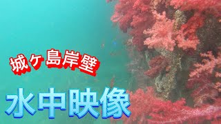 【水中映像】城ヶ島の岸壁の足元にGoProを投入してみた