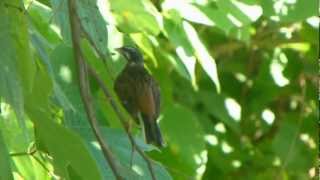 Meadow Bunting Male Calling ホオジロ♂（野鳥）の地鳴き♪