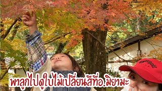 life in Japan16 ชีวิตในญี่ปุ่น(ดูใบไม้เปลี่ยนสี|maple leaves