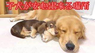 子犬にとって最も心が落ち着く場所がこちら。ゴールデンレトリバーのクッキーとミニチュアダックスフンドの子犬ショコラとの幸せな日常