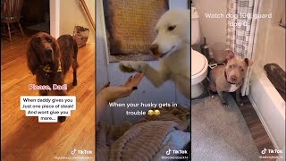 Dogs might be smarter than we think