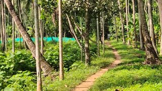 നാട്ടുവഴികളിലൂടെ ഒരു പ്രഭാത നടത്തം | Morning Walk on Nature.