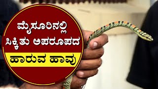 ಮೈಸೂರಿನಲ್ಲಿ ಸಿಕ್ಕಿತು ಅಪರೂಪದ ಹಾರುವ ಹಾವು | 'Flying Snake' A Different Kind Of Species Found In Mysore