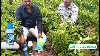 મરચી વાવતા પહેલા જાણવા જેવી બાબત | Bansi Enterprise | Gujarat #agriculture #farming #gujarat