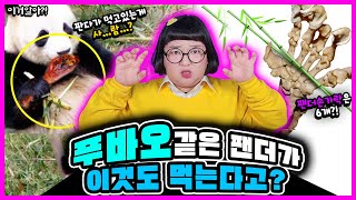 [이거알아?!-판다] 푸바오의 손가락의 갯수는?!🐼🔥 충격적인 판다에 대한 진실!!