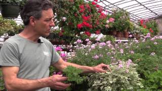 Growing Scented Geraniums In Containers