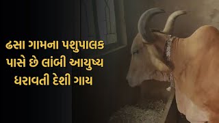 Botad Cattle Keeper । ઢસા ગામના પશુપાલક પાસે છે લાંબી આયુષ્ય ધરાવતી દેશી ગાય । Cow | Gujarat| N18L