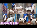 Hyderabadi goat A1 quality female Gulabi breadline sale @sohailgoatfarm