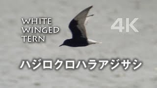 野鳥撮影・ ハジロクロハラアジサシの飛翔シーン