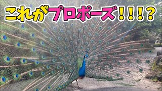 【生放送】クジャクのプロポーズ大作戦🦚