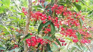 English Holly (Ilex Aquifolium)