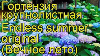 Гортензия крупнолистная Endless summer original. Краткий обзор, описание характеристик