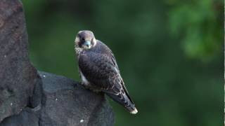 Juvenile Peregrine Falcon