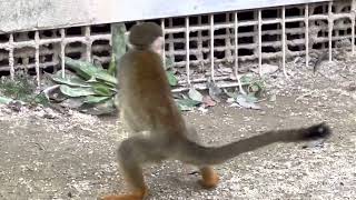 #可愛い動物　#コモンリスザル　#Common squirrel monkey   #東武動物公園　#埼玉県南埼玉郡　2022.10.23