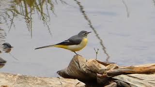 キセキレイの日常♪　Grey Wagtail everyday ♪