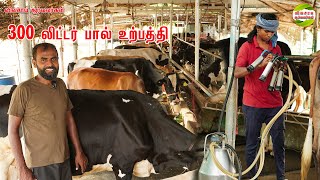 அதிகம் பால் கறக்க எந்த தீவனம்? எங்க பண்ணையில் இந்த கலப்புத்தீவனம் முக்கிய பங்கு வகிக்கிறது #dairy