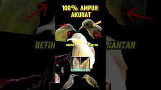 Ciri-Ciri Konin Ijoan Jantan dan Betina #konin