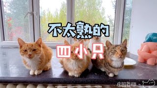 Today, I accompany the four little cats ~# to record the daily# pastoral little cute pet