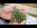 growing rosemary from seed to harvest step by step