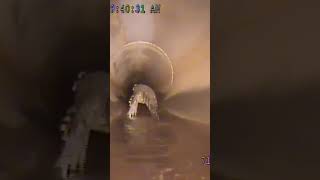 Alligator chased by robot through pipe in Florida