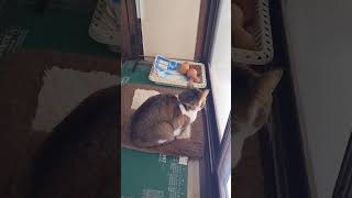 2024年1/26金14:02・敷地内を猪に荒らされても、さほどきにしにゃいシルちゃん・・・#保護猫#シルコ#シルちゃん#猪#敷地内#荒らし#無警戒