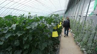 China Solar Greenhouse heat storage function