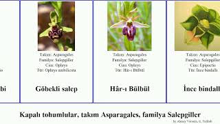 Kapalı tohumlular, takım Asparagales, familya Salepgiller salebi rubra angiosperms cins bitki İnce