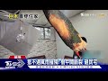 強風吹襲 樹倒塌貫穿屋頂 住戶嚇壞 ｜tvbs新聞 @tvbsnews01