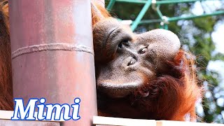 ミミ様は53歳、最高齢フランジオスのオランウータン（Mimi is a 53-year-old, oldest Flange male.）　福岡市動物園　オランウータン　202205