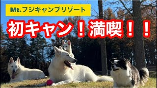 初めて愛犬とキャンプ！目の前に迫る富士山！そして広いドッグランに感激するホワイトスイスシェパード\u0026チワワ