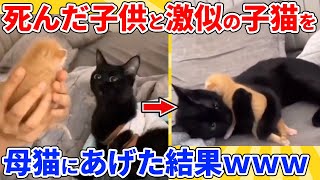 【2ch動物スレ】母猫が子猫を失って1か月後、そっくりな子猫をプレゼントした結果ｗｗｗｗｗ