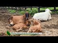 Vea cuáles son los mejores cruces para la producción de leche en trópico bajo - La Finca de Hoy