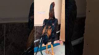 #angrybirds #aseel #birds #chicken #hen #aseelmurga #ayamchicken #bird #kingsham