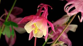 Red Columbine Blooming