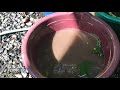 താമര ആമ്പൽ എളുപ്പത്തിൽ വീട്ടിൽ വളർത്താം how to plant water lilly lotus