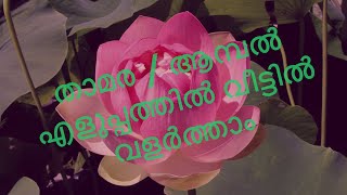 താമര /ആമ്പൽ എളുപ്പത്തിൽ വീട്ടിൽ വളർത്താം || How to plant water Lilly/ lotus