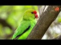 top 9 african love birds species type of love birds in malayalam my pet plant