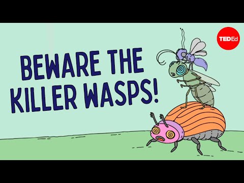 What eats a parasitic wasp?