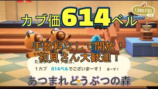 カブ価642ベル、614ベル、582ベル、ウリ90ベル3つ、果物作物かぼちゃ流星群付きの島を無償開放！ 往復OK！初見さん大歓迎！ 【あつまれどうぶつの森】【ライブ配信】