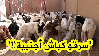 الدرك الوطني #بالوادي يحجز 77 رأس غنم سلالة أجنبية نوع #دمان🐏..شاهدوا