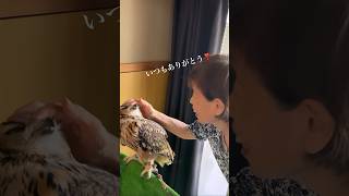 【会話してるばあちゃんとラテがかわいい💕】 #フクロウのいる暮らし #owl #ベンガルワシミミズク #ミミズク #ラテ #癒し動画 #ふくろう #ばあちゃん #フクロウの鳴き声