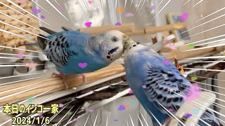 母インコへの愛が止まらない！娘インコが今度はこうなった