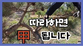 따라하면 소나무 만들기, 전정법 甲이 됩니다.