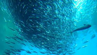 仙台うみの杜水族館　イワシの大群