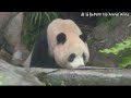 圓寶認真吃竹葉，乖巧吃播好可愛 熊貓貓熊the giant panda yuan yuan and yuan bao 台北市立動物園