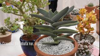 Succulents Identification: Crassula perfoliata var minor