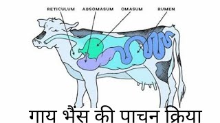 जुगाली करने वाले जानवरों में  पाचन क्रिया | Digestion in Ruminants