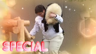 【彩浜🐼Special】屋外で元気に遊んで飼育員さんに抱えて帰っていく日も♥ Smileがいっぱい！！ #アドベンチャーワールド