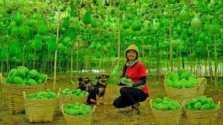 Harvest Chayote To Sell At The Market, Pick Home-Grown Vegetables To Cook A Feast For Guests